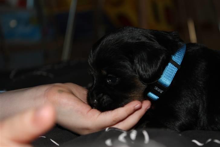 Blanding af racer Johan jack - Hygge billede 8