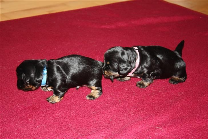 Blanding af racer Johan jack - Av Av Diva.. SLIP min hale.. billede 10