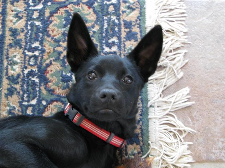 Australsk kelpie Skovfarmen´s Black Farica billede 1