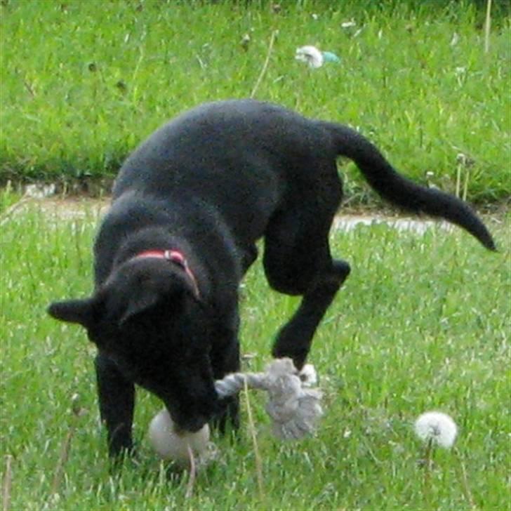 Australsk kelpie Skovfarmen´s Black Farica billede 2