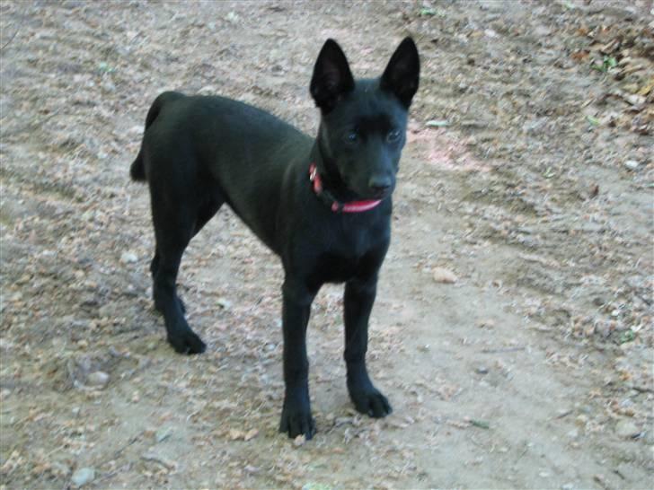 Australsk kelpie Skovfarmen´s Black Farica billede 3