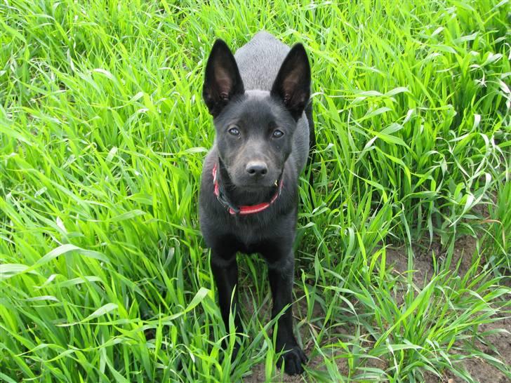 Australsk kelpie Skovfarmen´s Black Farica billede 4