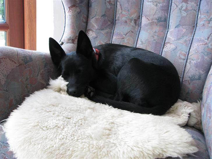 Australsk kelpie Skovfarmen´s Black Farica billede 5