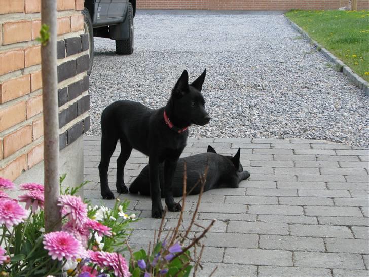 Australsk kelpie Skovfarmen´s Black Farica billede 6