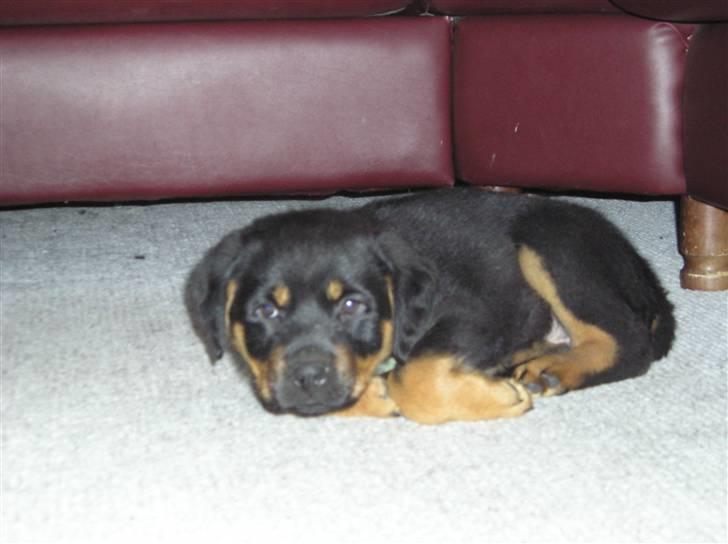 Rottweiler Athos billede 12