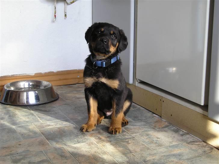 Rottweiler Athos billede 13