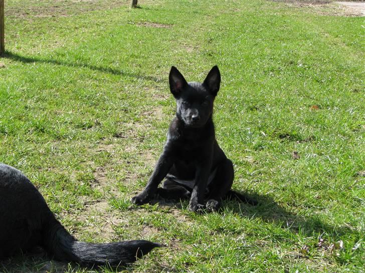 Australsk kelpie Skovfarmen´s Black Farica billede 7