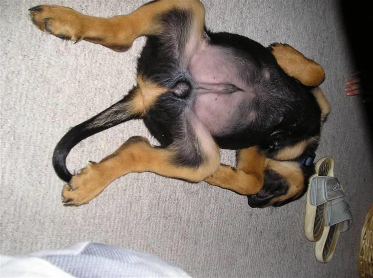 Rottweiler Athos billede 14