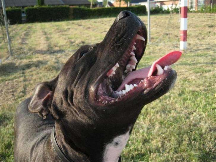 Blanding af racer Amstaff/Staffy - Marley billede 1