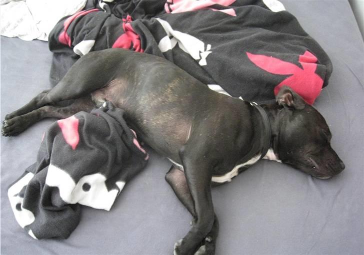 Blanding af racer Amstaff/Staffy - Marley billede 2