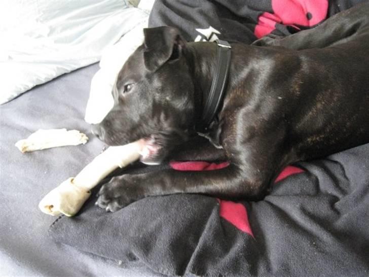 Blanding af racer Amstaff/Staffy - Marley billede 3