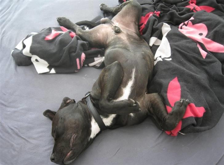 Blanding af racer Amstaff/Staffy - Marley billede 4