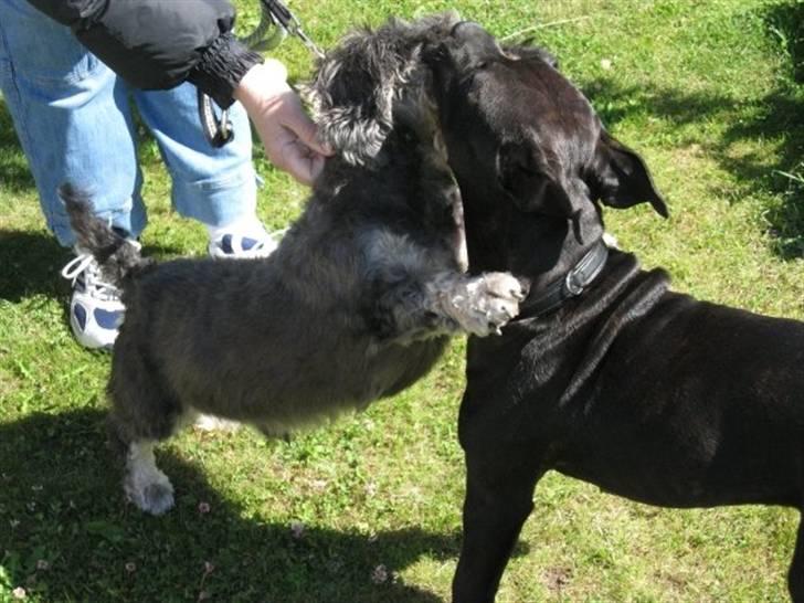 Blanding af racer Amstaff/Staffy - Marley billede 5