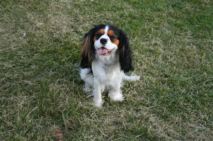 Cavalier king charles spaniel Annexgårdens Lea - Annexgårdens Lea juni 2009 billede 11