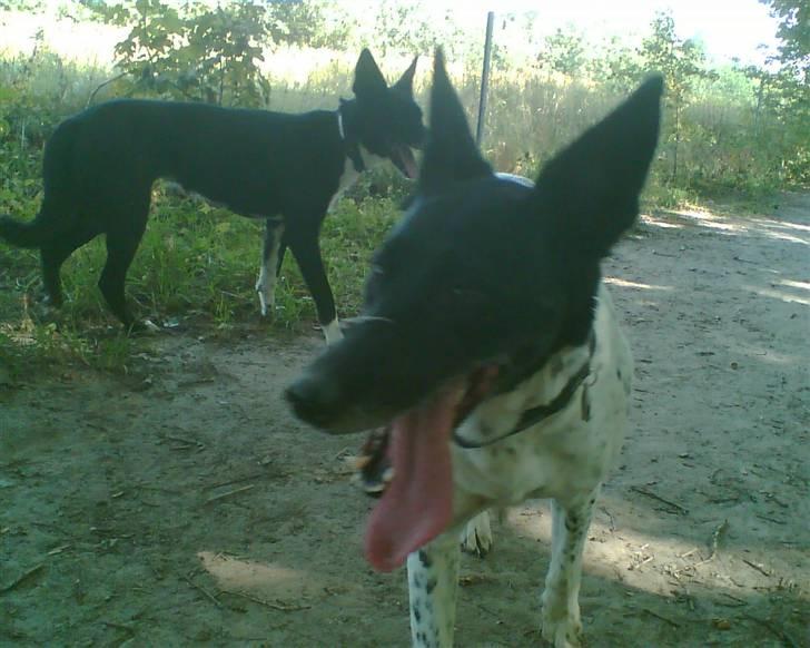Alaskan husky Prixie TAR IKKE IMOD UDFO - Puha, det er SÅ HOT idag, hun trådte næste på sin tunge kort tid efter på trods af at hun fik alt det vand hun ville ha ;o)) billede 18
