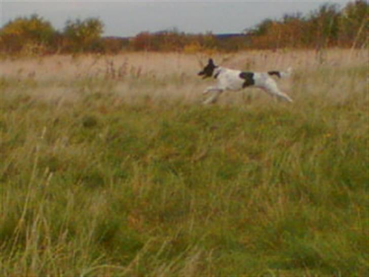 Alaskan husky Prixie TAR IKKE IMOD UDFO - Fuld fart på, søsser har fanget mus og Prixie vil da også smage, men hun får aldrig en bid hvis hun ikke selv fanger dem, men hun forsøger altid alligeveller. *Ggg* billede 19