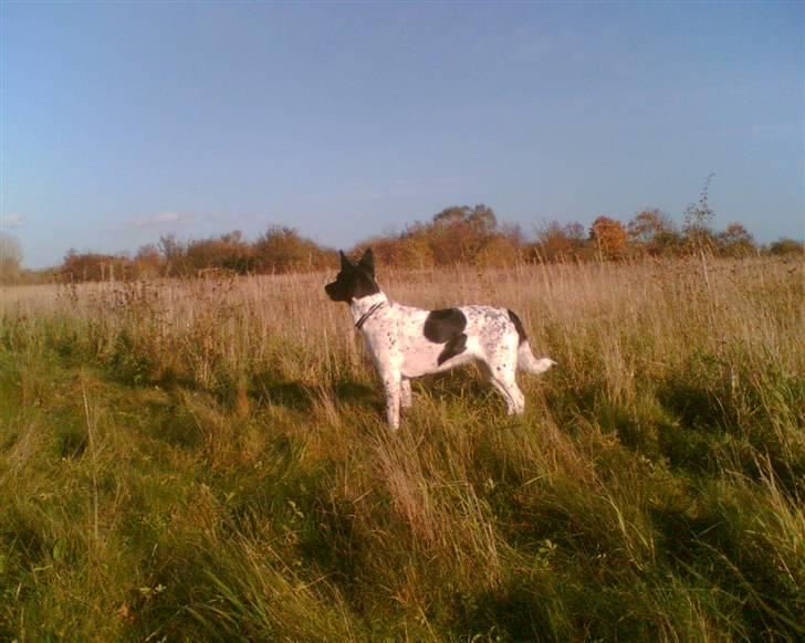 Alaskan husky Prixie TAR IKKE IMOD UDFO - Min Smukke Prixentøs kigger søgende ud over fælleden *Ss*  billede 20