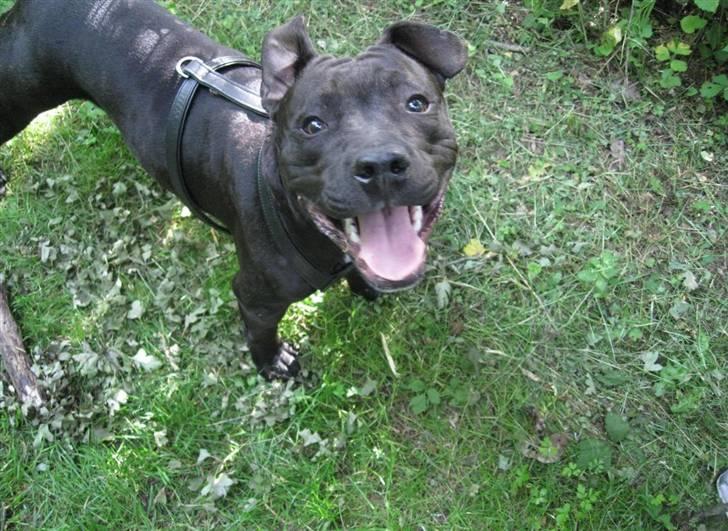 Blanding af racer Amstaff/Staffy - Marley billede 6