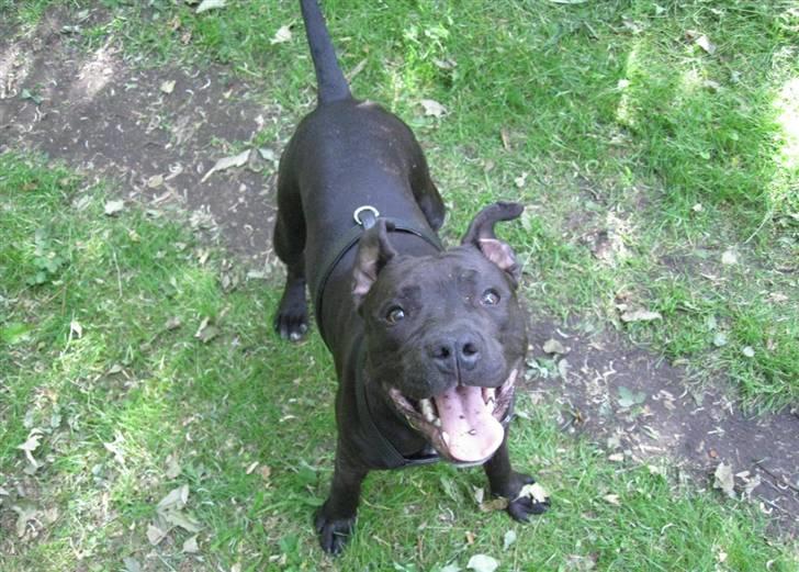 Blanding af racer Amstaff/Staffy - Marley billede 7