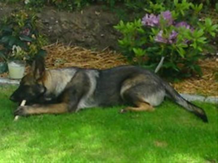 Schæferhund Sam billede 13