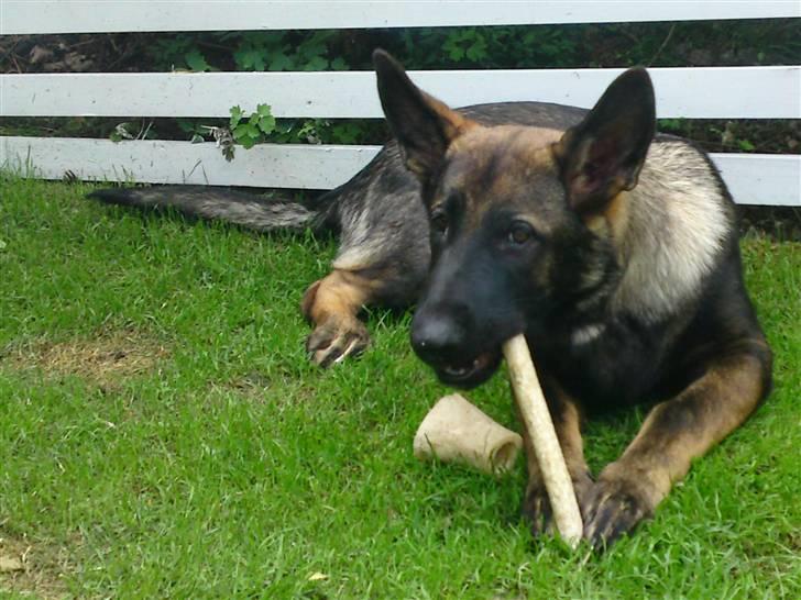 Schæferhund Sam billede 14