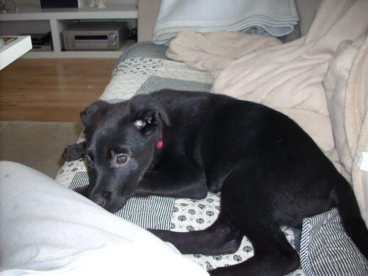 Blanding af racer Kaya billede 1