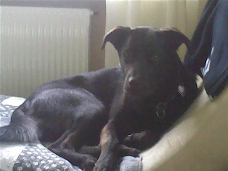 Blanding af racer Kaya billede 2