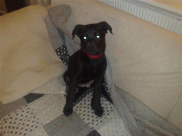 Blanding af racer Kaya billede 3