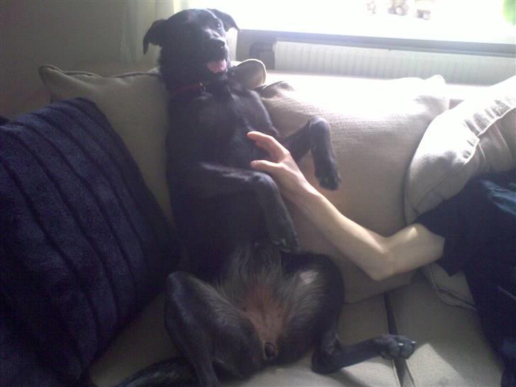 Blanding af racer Kaya billede 4