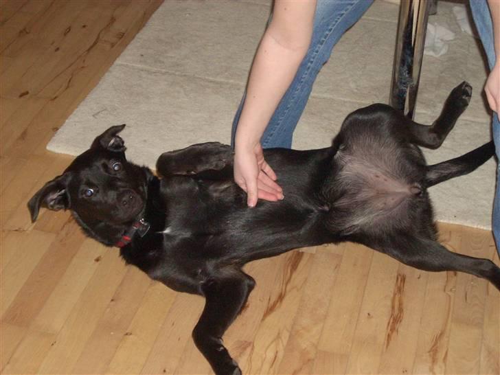 Blanding af racer Kaya billede 5