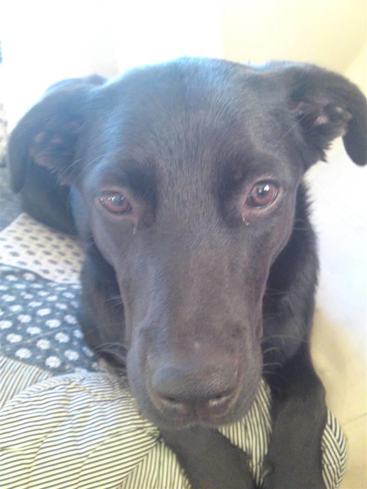 Blanding af racer Kaya billede 6