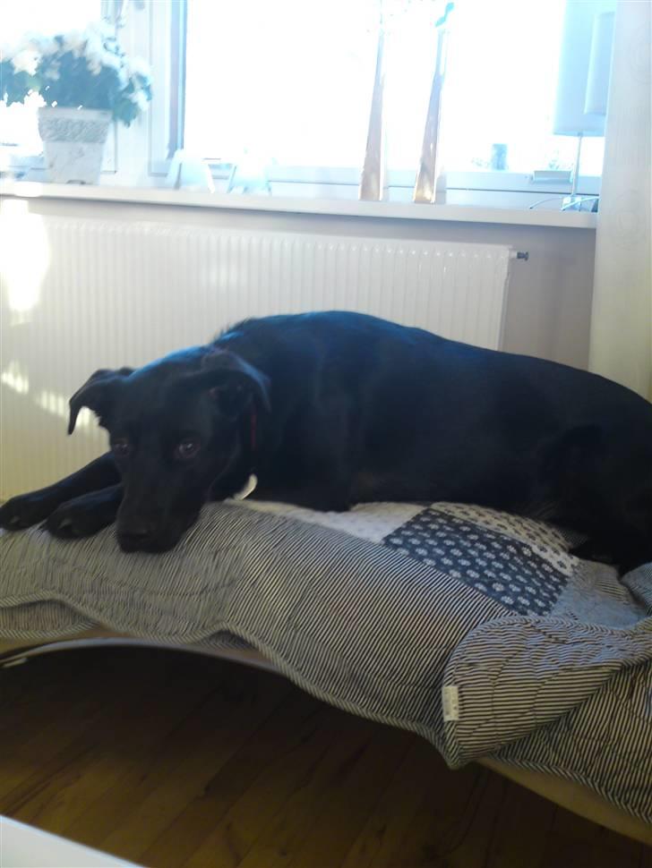 Blanding af racer Kaya billede 7