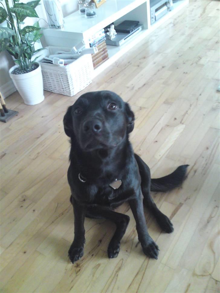 Blanding af racer Kaya billede 8