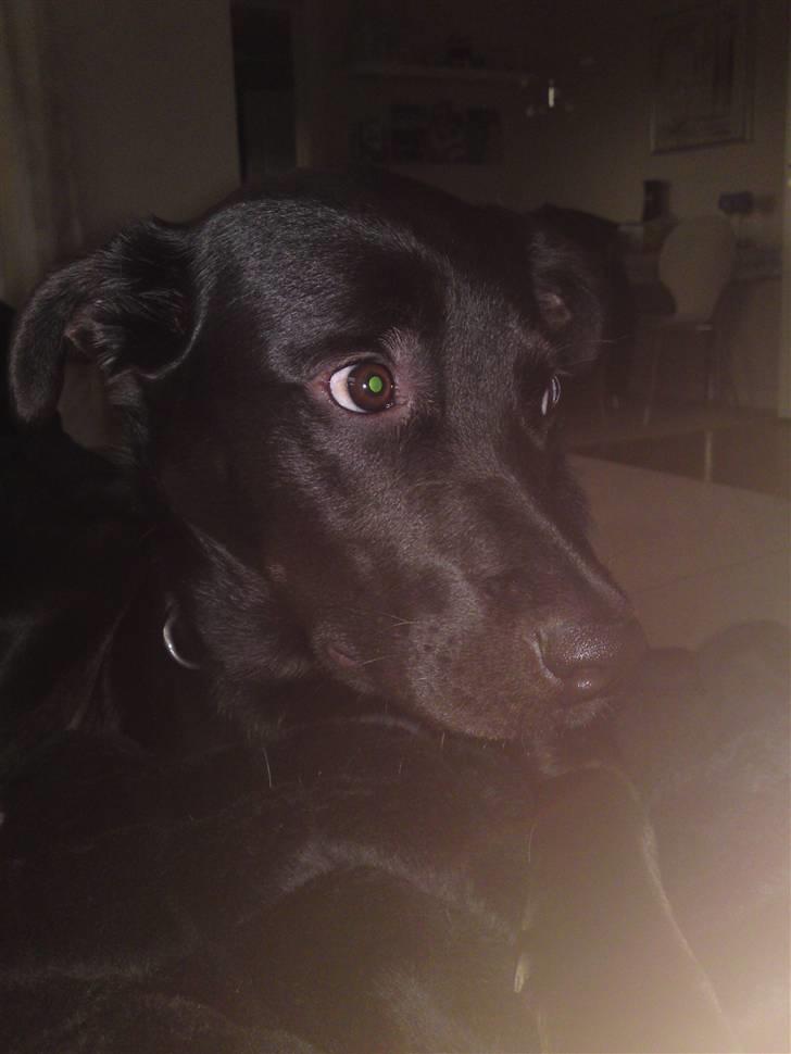 Blanding af racer Kaya billede 9