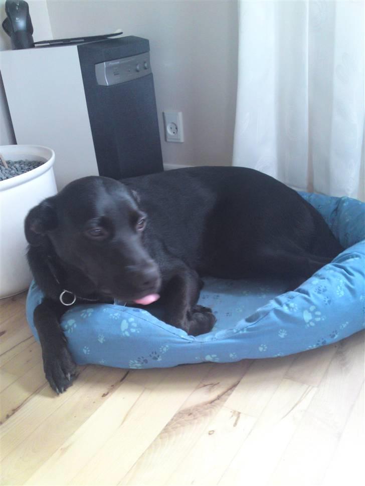 Blanding af racer Kaya billede 10