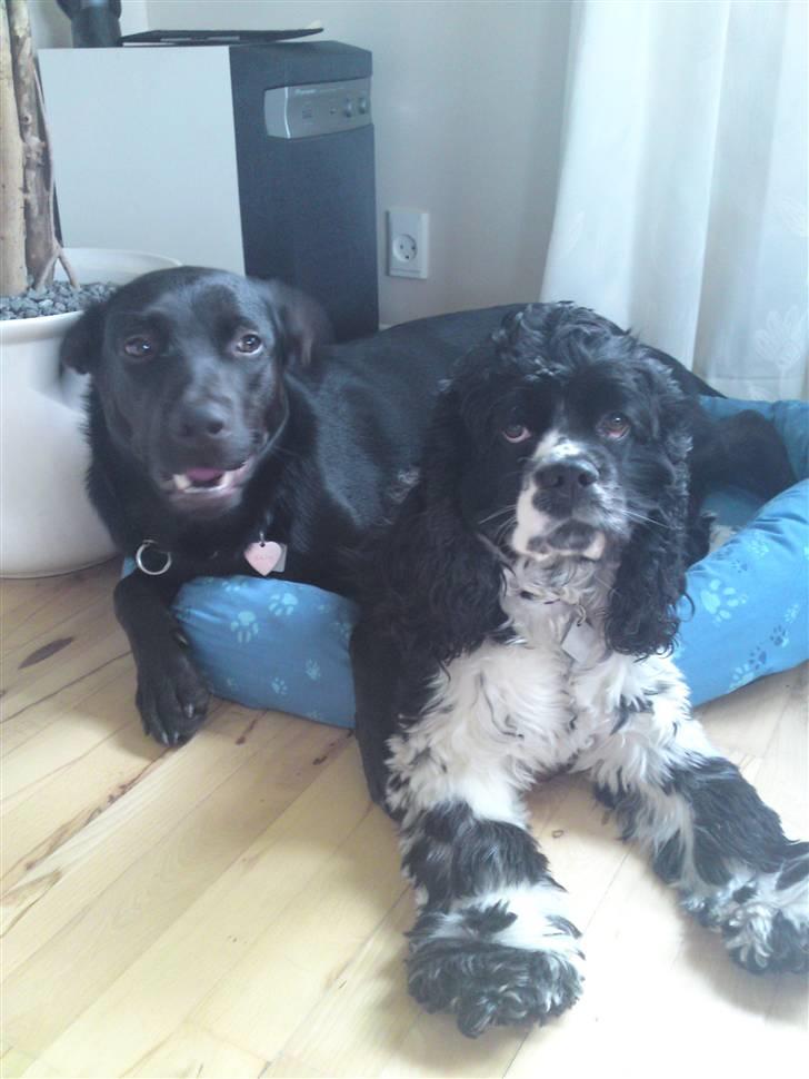 Blanding af racer Kaya billede 11