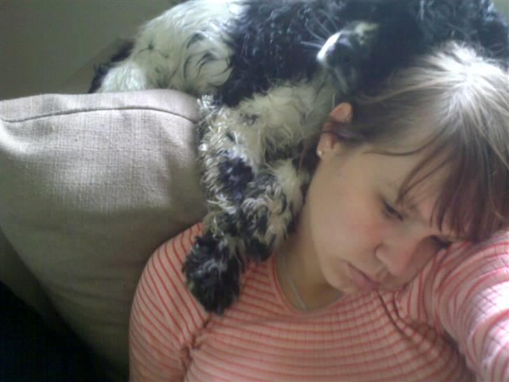 Amerikansk cocker spaniel Tryly yours kool chance billede 7