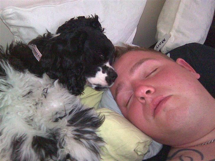 Amerikansk cocker spaniel Tryly yours kool chance billede 8