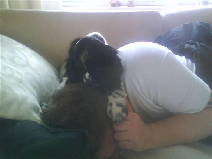 Amerikansk cocker spaniel Tryly yours kool chance billede 9