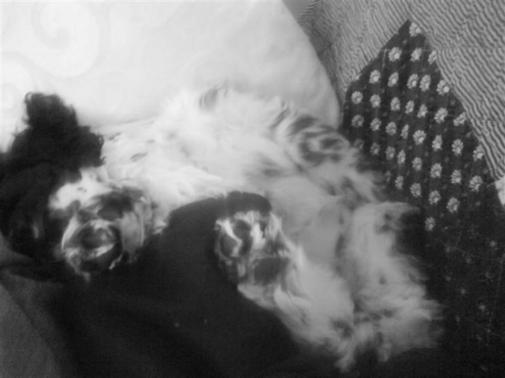 Amerikansk cocker spaniel Tryly yours kool chance billede 10