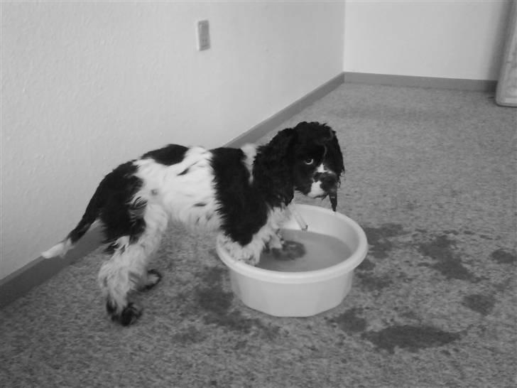 Amerikansk cocker spaniel Tryly yours kool chance billede 11