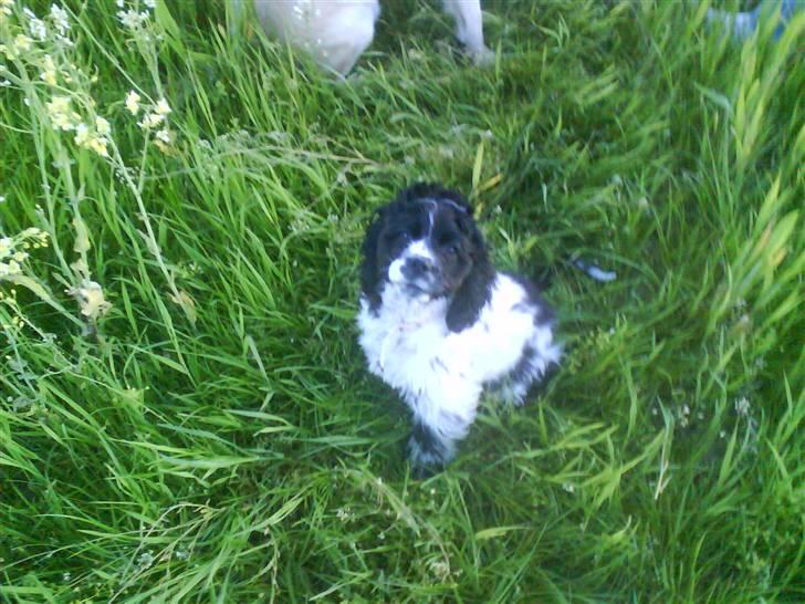 Amerikansk cocker spaniel Tryly yours kool chance billede 12