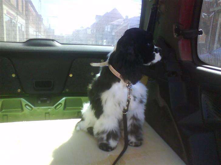 Amerikansk cocker spaniel Tryly yours kool chance billede 13