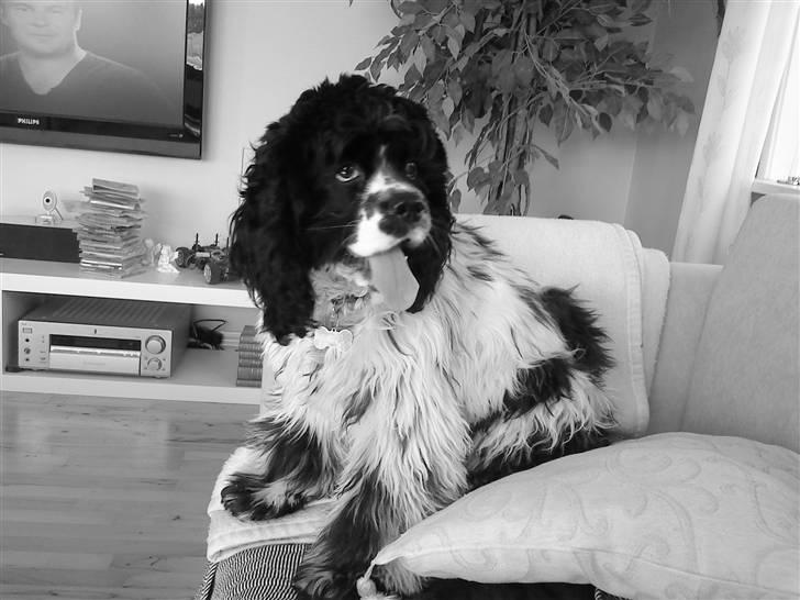 Amerikansk cocker spaniel Tryly yours kool chance billede 14