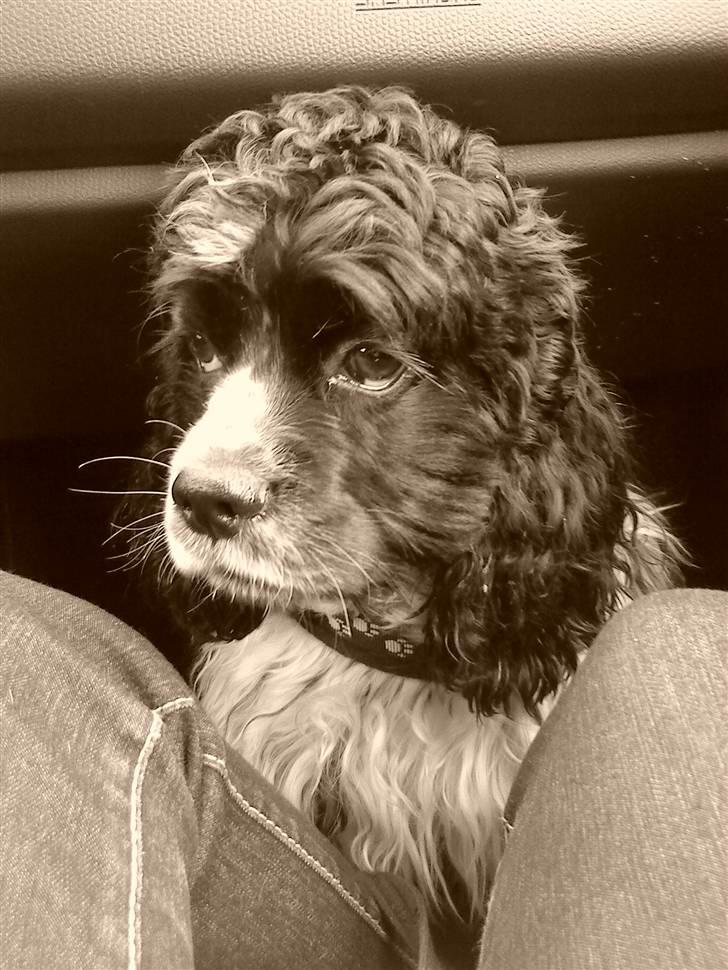 Amerikansk cocker spaniel Tryly yours kool chance billede 15