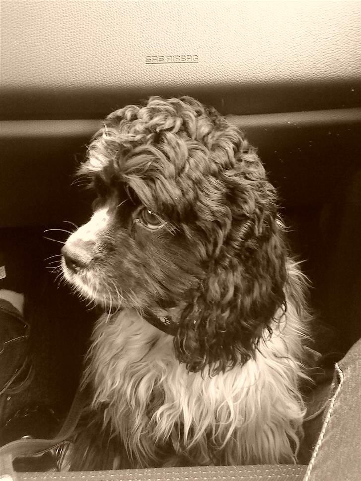 Amerikansk cocker spaniel Tryly yours kool chance billede 16