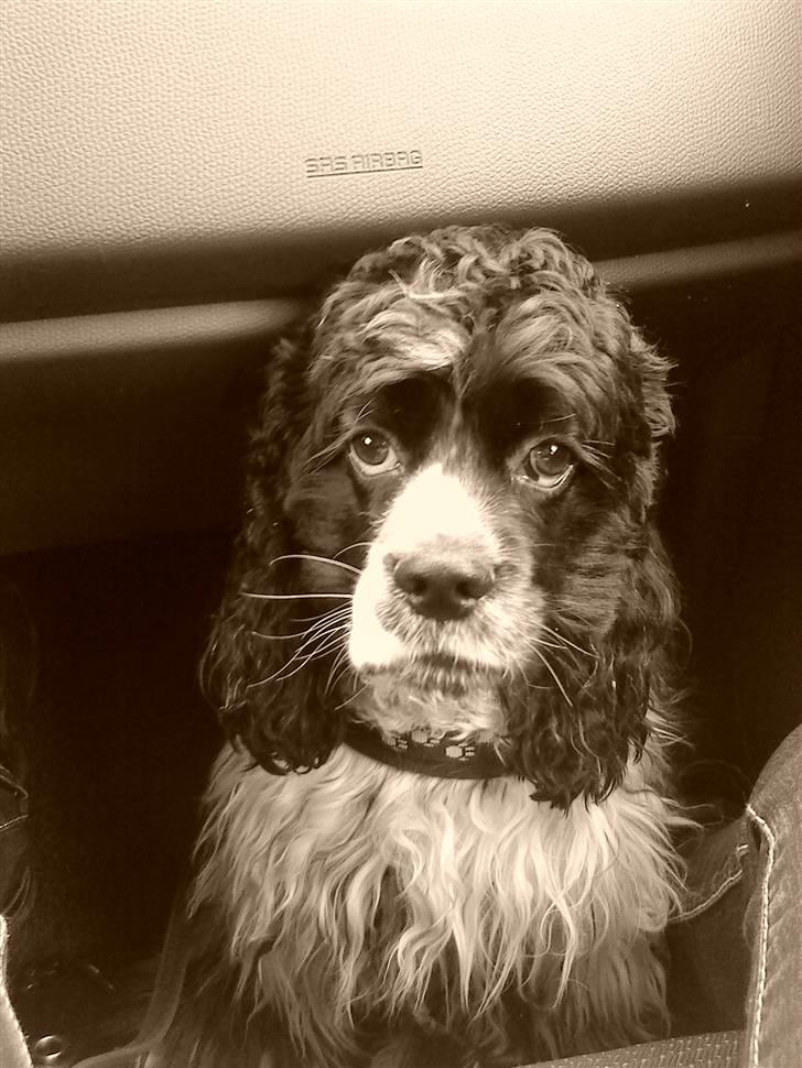 Amerikansk cocker spaniel Tryly yours kool chance billede 17