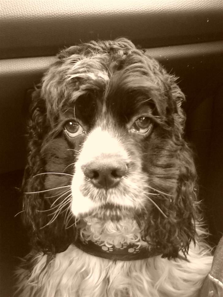 Amerikansk cocker spaniel Tryly yours kool chance billede 19