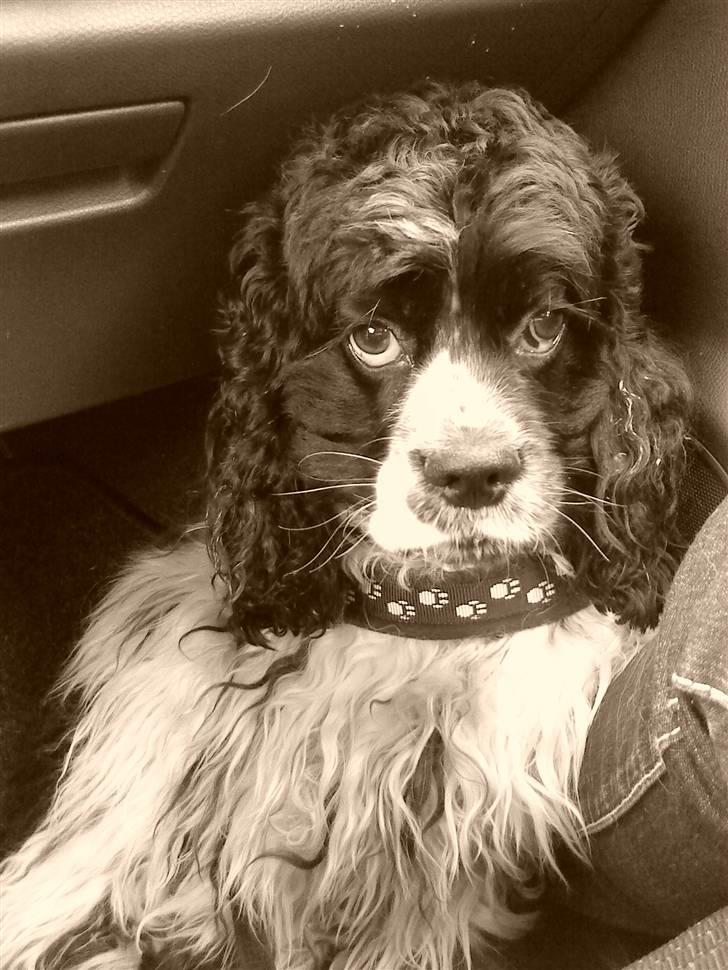 Amerikansk cocker spaniel Tryly yours kool chance billede 20