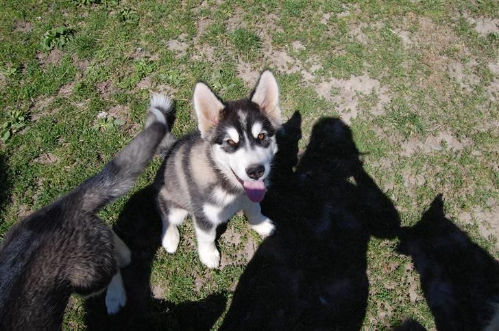 Alaskan malamute alaskans-miqila Xena - Xena 4 mdr gammel  billede 9